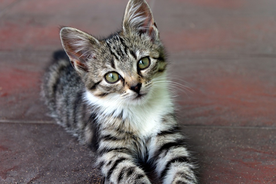 Free Cat Kitten photo and picture